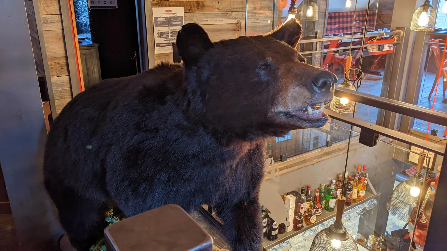 Bar du Q.G. avec ours empaillé — ambiance chalet